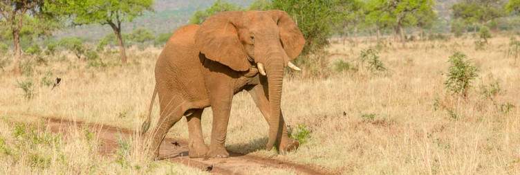 Karamojong Cultural Experience – Transfer to Gulu