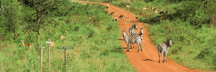 Walking Safari at Lake Mburo National Park