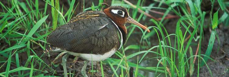 Morning Game Drive or Safari Walk in Lake Mburo National Park, Transfer to Lake Bunyonyi