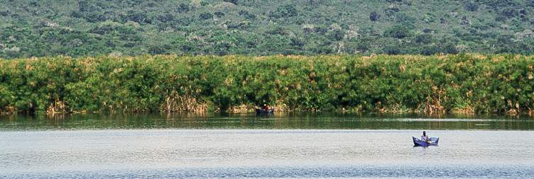 Chimpanzee trekking in Kalinzu Forest Reserve with a transfer to Lake Mburo National Park