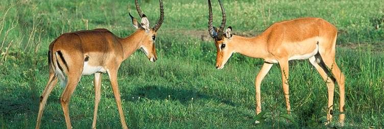 Transfer to Lake Mburo National Park- The Zebra Magnet