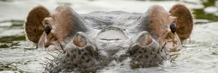 Gorilla Trekking and Transfer to Lake Mburo National Park