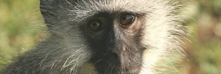 Transfer to Lake Mburo National Park