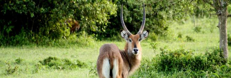 Wildlife Walking Safari Game Drive and Boat Cruise