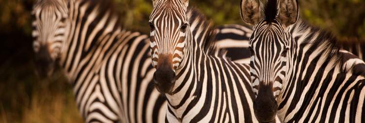 Morning game drive and Transfer to Entebbe International Airport via the equator line