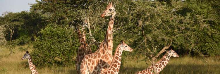 Lake Mburo National Park