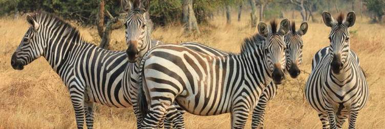 Walking Safari at Lake Mburo National Park