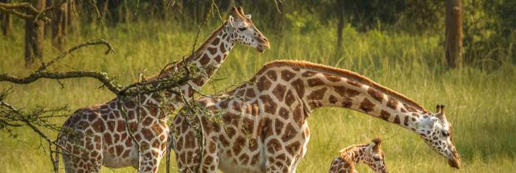 Walking Safari