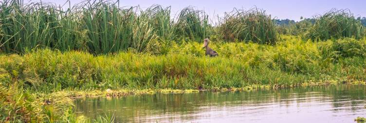 Birding at Mabamba Swamp