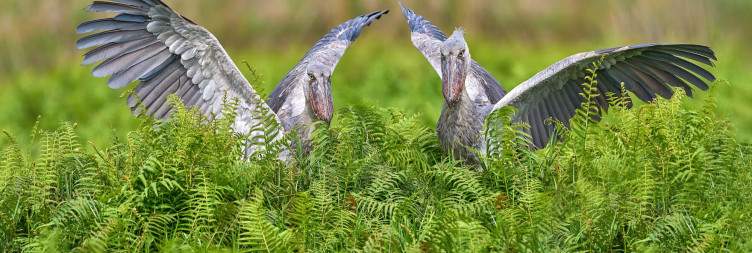 Shoebill Tracking