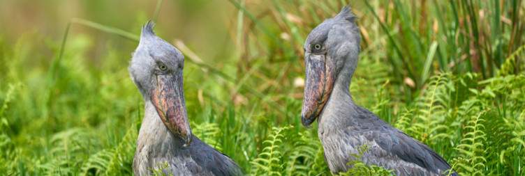 Search for the Dinosaur in Mabamba Swamp