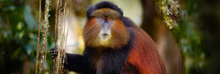 Golden Monkeys Trekking in Mgahinga Gorilla National Park
