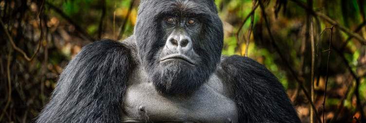 Golden Monkey Trekking – Mgahinga Gorilla National Park