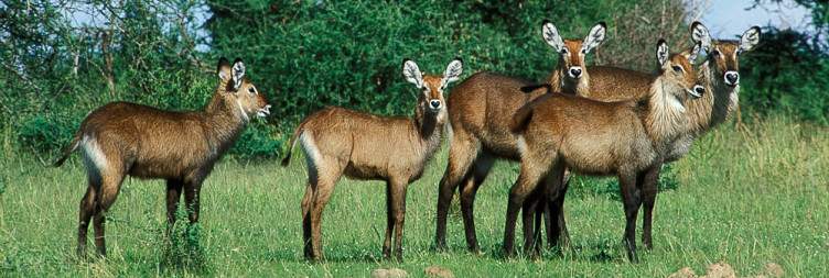 Game Drives in Murchison Falls National Park and Afternoon Boat Trip