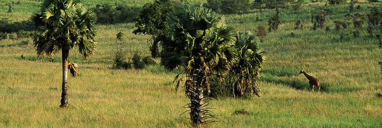 Game Drive & Boat Safari to Bottom of Falls