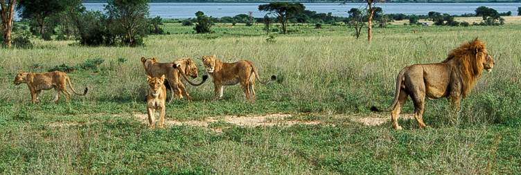 On Safari in Murchison Falls National Park