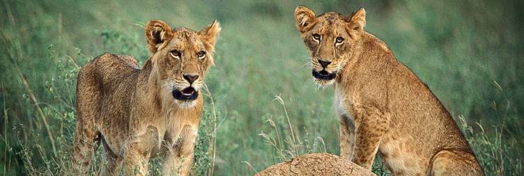 Game Drive and Boat Cruise in Murchison Falls National Park
