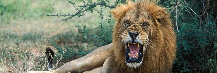 Transfer to Murchison Falls National Park