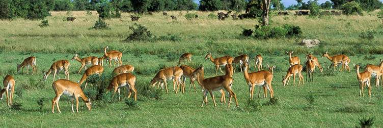 Transfer to Murchison Falls National Park