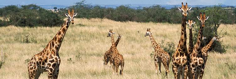 Morning Game Drive/Safari and Afternoon Boat Trip/Safari to Base of the Falls