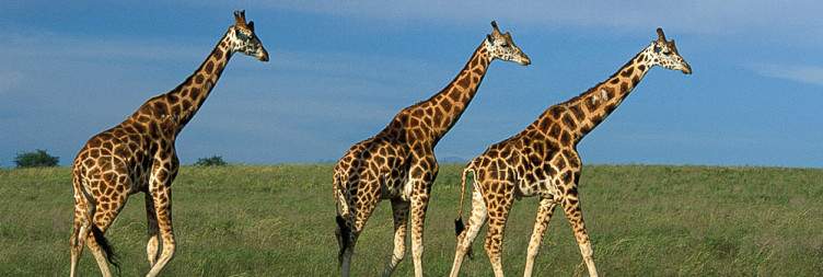 Birding in Murchison Falls National Park