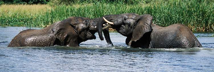 Transfer to Murchison Falls National Park, Via Ziwa Rhino Sanctuary and the Visit Top of the Falls
