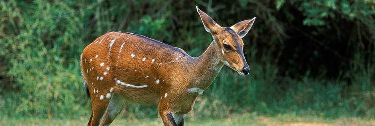 Transfer to Murchison Falls National Park
