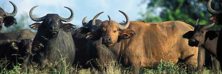 Gulu to Murchison Falls National Park