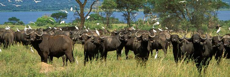 Drive to Murchison Falls National Park