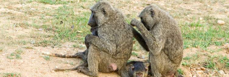 Transfer to the Southern Part of Murchison Falls National Park