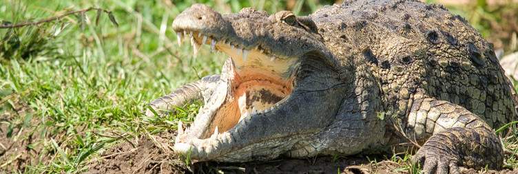 Murchison Falls National Park
