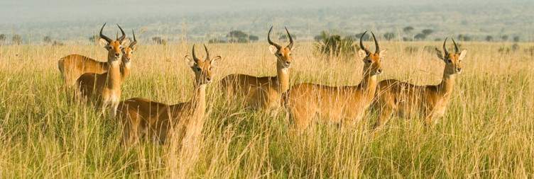 Morning Game Drive- Boat Cruise and Hike to the Top of the Falls