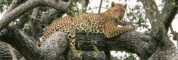 Arrive and Transfer to Murchison Falls National Park (Visit Top of the Falls) via Ziwa for Rhinos