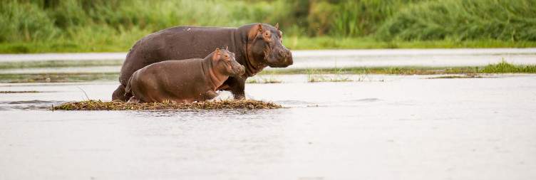 Morning Game Drives and Boat Cruise and Murchison Falls National Park