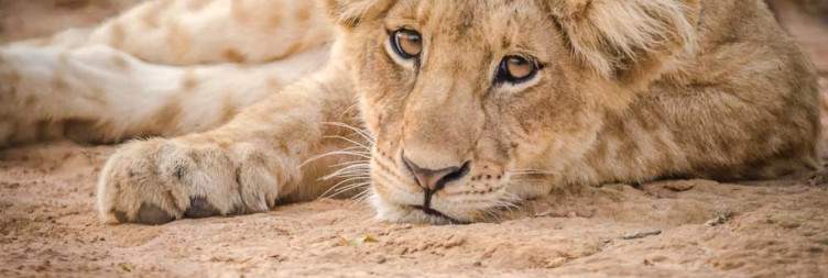 Murchison Falls National Park