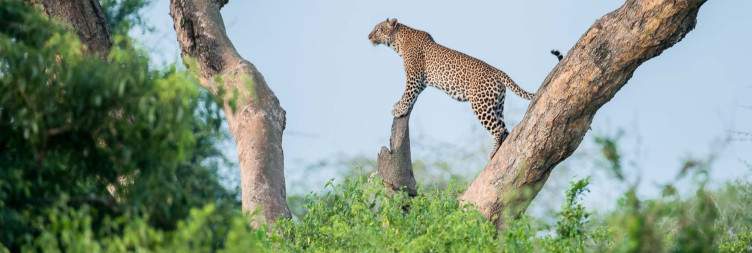 Safari and Nile Adventure in Murchison Falls National Park