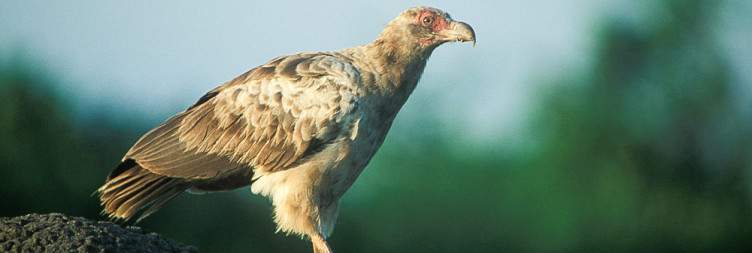 Transfer to Queen Elizabeth National Park, Birding in the Ishasha Sector