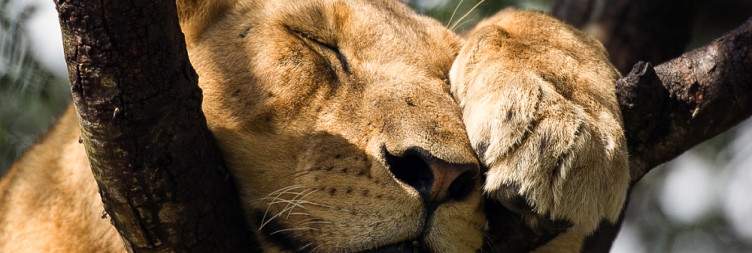 Game Drive and Boat Cruise in Queen Elizabeth National Park
