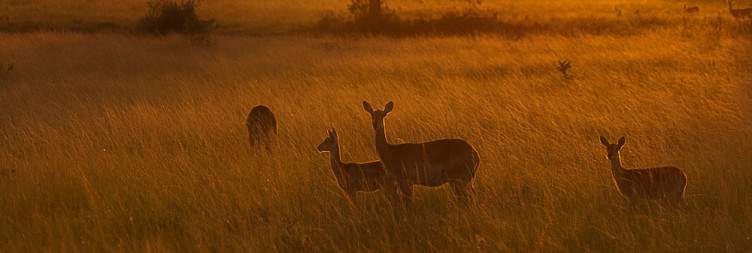 Morning Game Drive and Boat Cruise