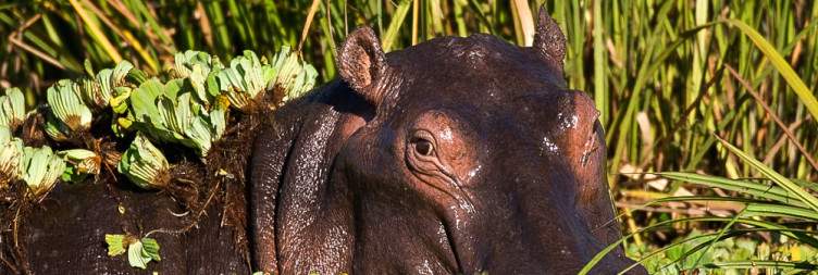 Morning Game Drive and Afternoon Boat Cruise at Kazinga Channel