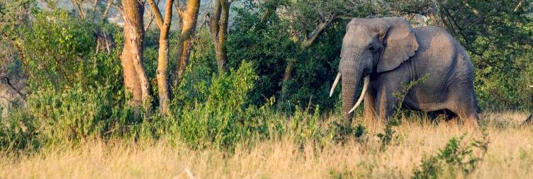 Game drive and afternoon boat cruise at Kazinga Channel