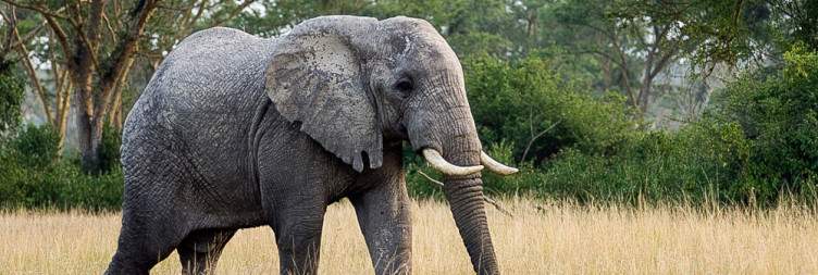 Morning game drive and boat launch on the Kazinga Channel