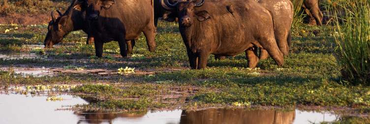 Kibale to Queen Elizabeth National Park