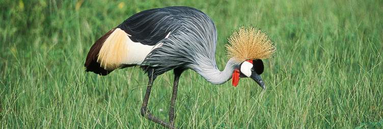 Game Drive in Queen Elizabeth National Park & Afternoon Boat Cruise
