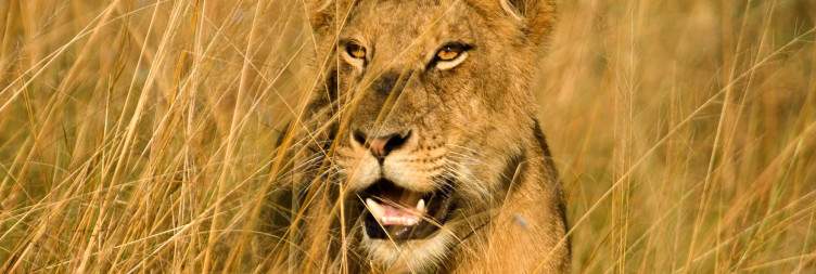Queen Elizabeth National Park