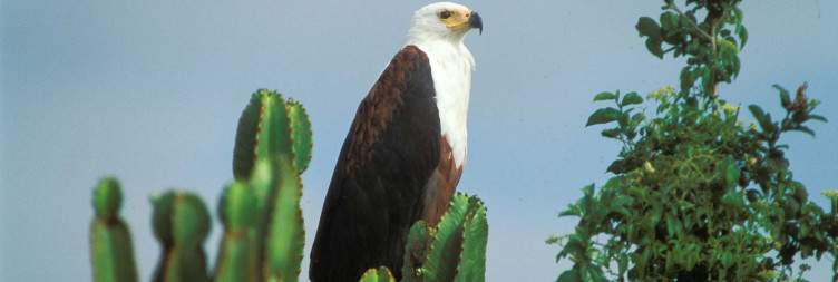 Queen Elizabeth National Park