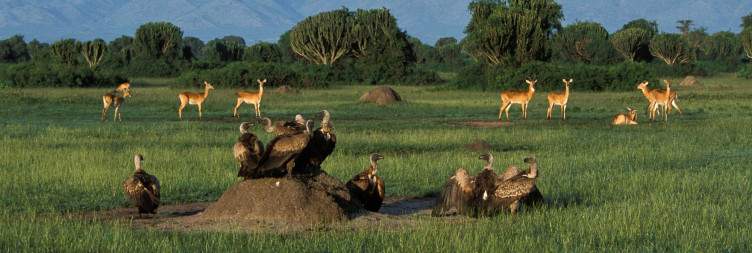 Early Morning Game Drive and Boat Safari Along the Kazinga Channel