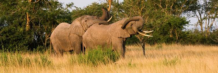 Queen Elizabeth National Park