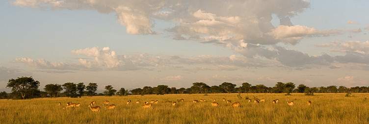 Pick Up from Entebbe/Kampala and Transfer to Queen Elizabeth National Park