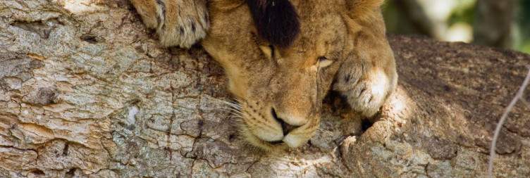 Game Drive and Boat Cruise – Queen Elizabeth National Park
